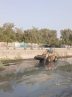 پاکسازی خور گور سوزان توسط خدمات شهری مناطق شهرداری بندرعباس