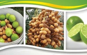 سومین جشنواره ملی لیمو و اولین جشنواره ملی خرما در رودان برگزار می‌شود